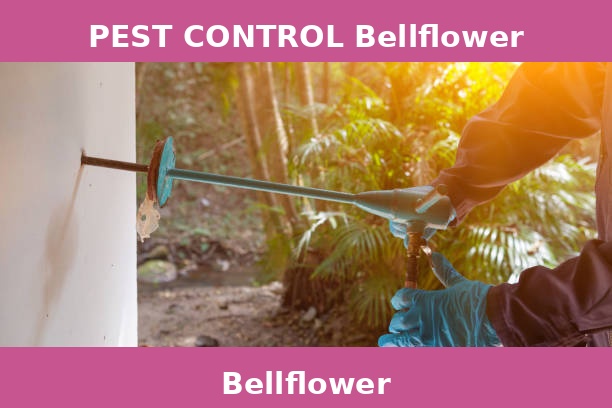 PEST CONTROL Bellflower